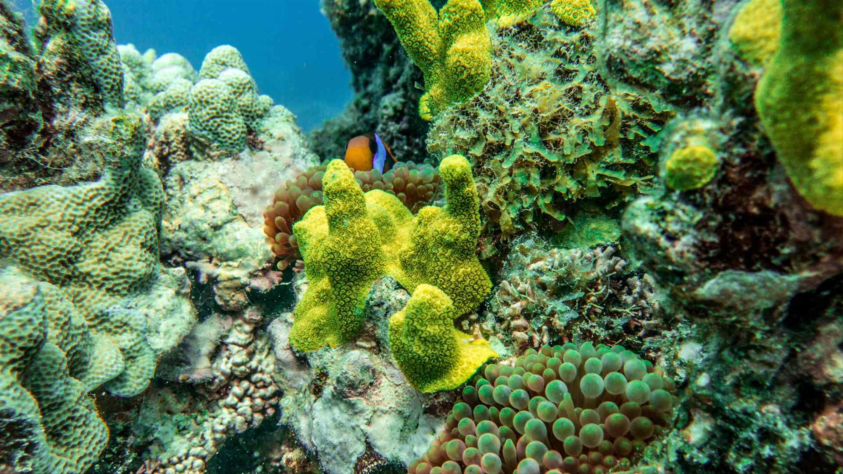 Eight Ways to Experience the Great Barrier Reef That Help Protect its ...