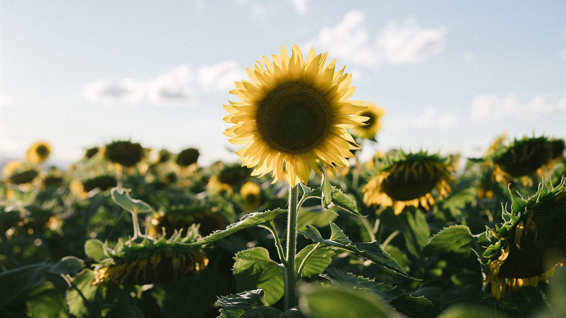 Save the Date: The Scenic Rim's Stunning Sunflower Festival Will Return with a Sea of Gold in Autumn 2024