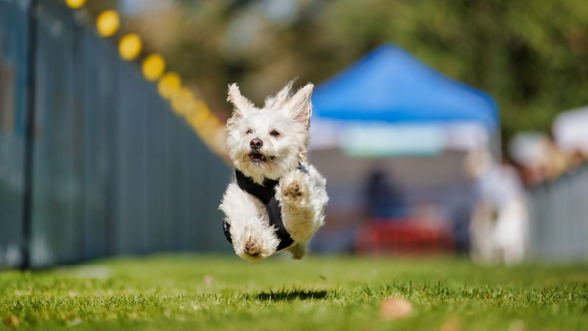 Front-on photo of a small white dog in midair