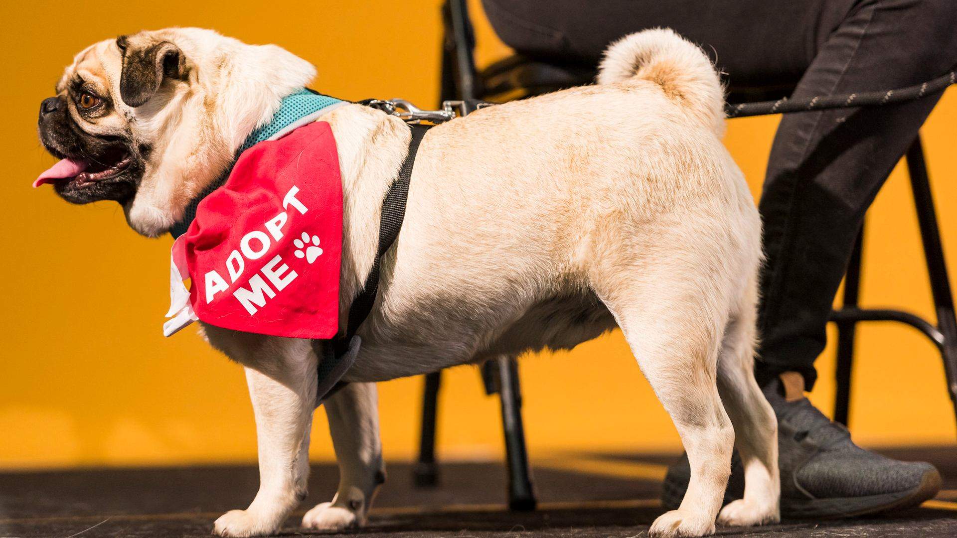 Melbourne Dog Lovers Festival 2023, Melbourne