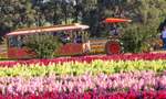 Tesselaar Kabloom: Festival of Flowers