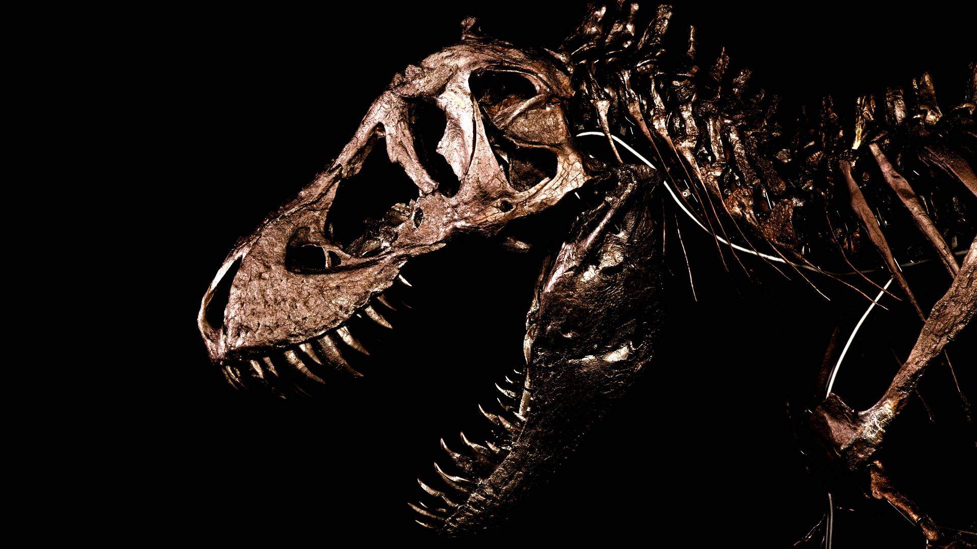 T-Rex Skeleton at Auckland Museum