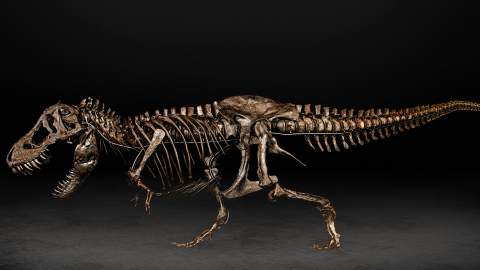 T-Rex Skeleton at Auckland Museum