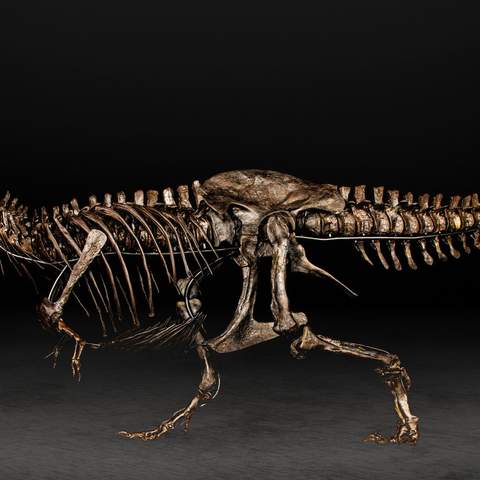 T-Rex Skeleton at Auckland Museum