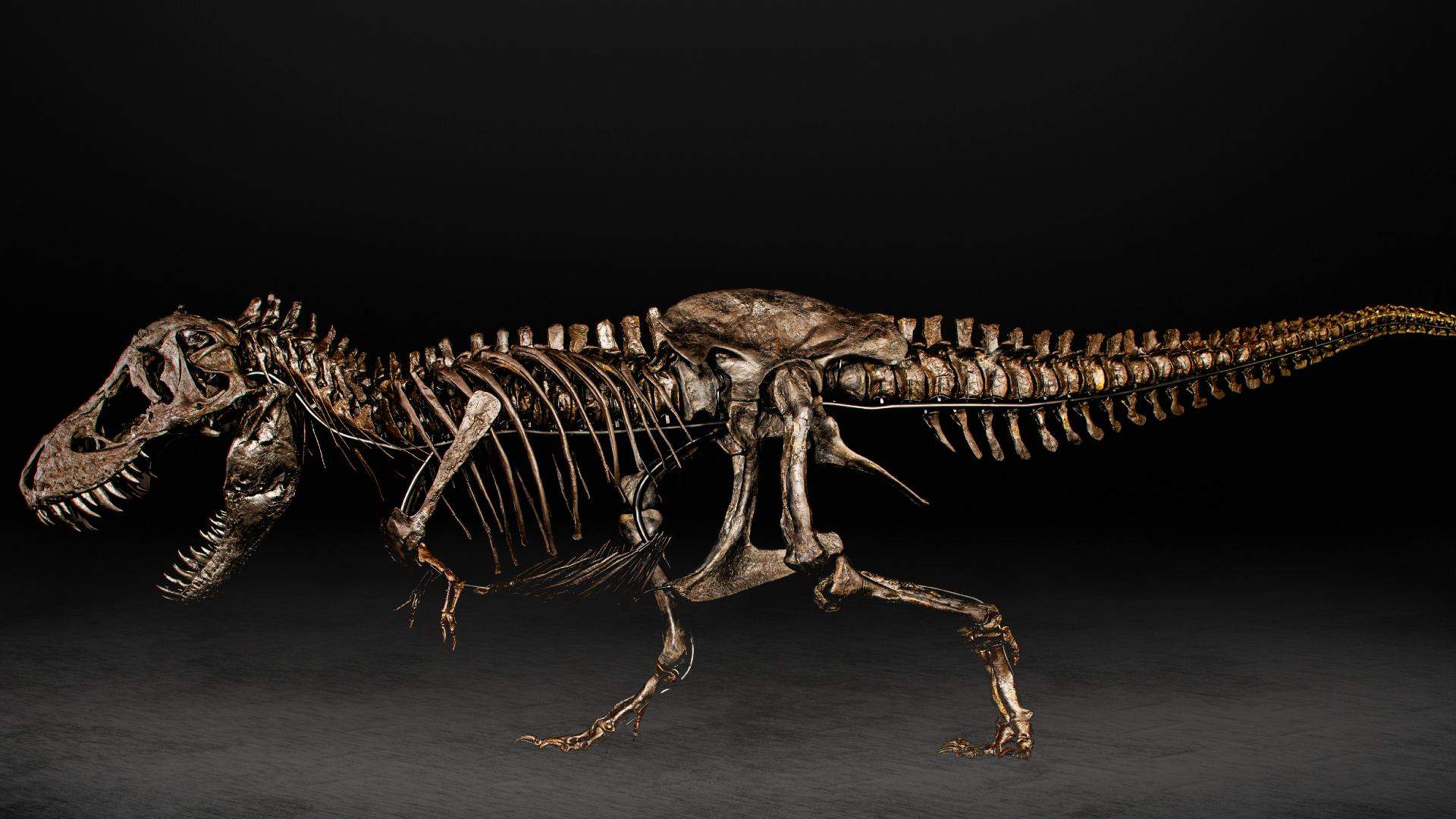 T-Rex Skeleton at Auckland Museum - Concrete Playground