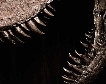 A 67 Million-Year-Old T-Rex Skeleton Is Coming to Auckland in an Incredibly Rare New Exhibition