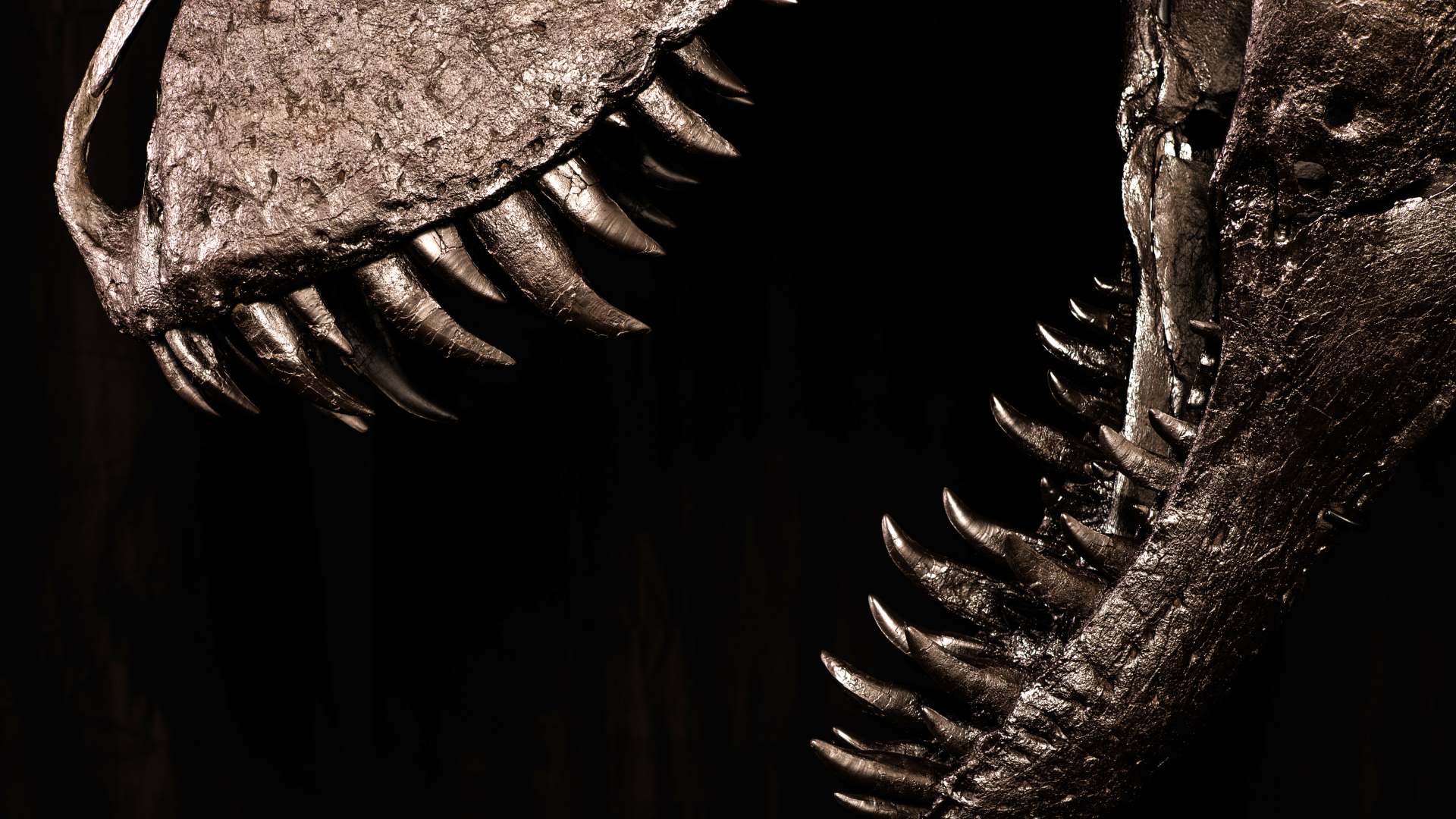 A 67 Million-Year-Old T-Rex Skeleton Is Coming to Auckland in an Incredibly Rare New Exhibition