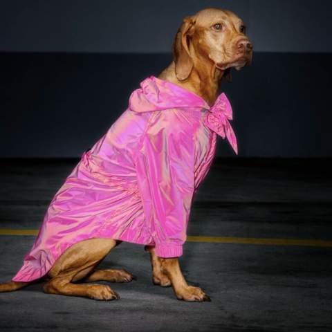 New Zealand's Dogs Can Now Wear High-Fashion, High-Vis Clothing When Walking at Night