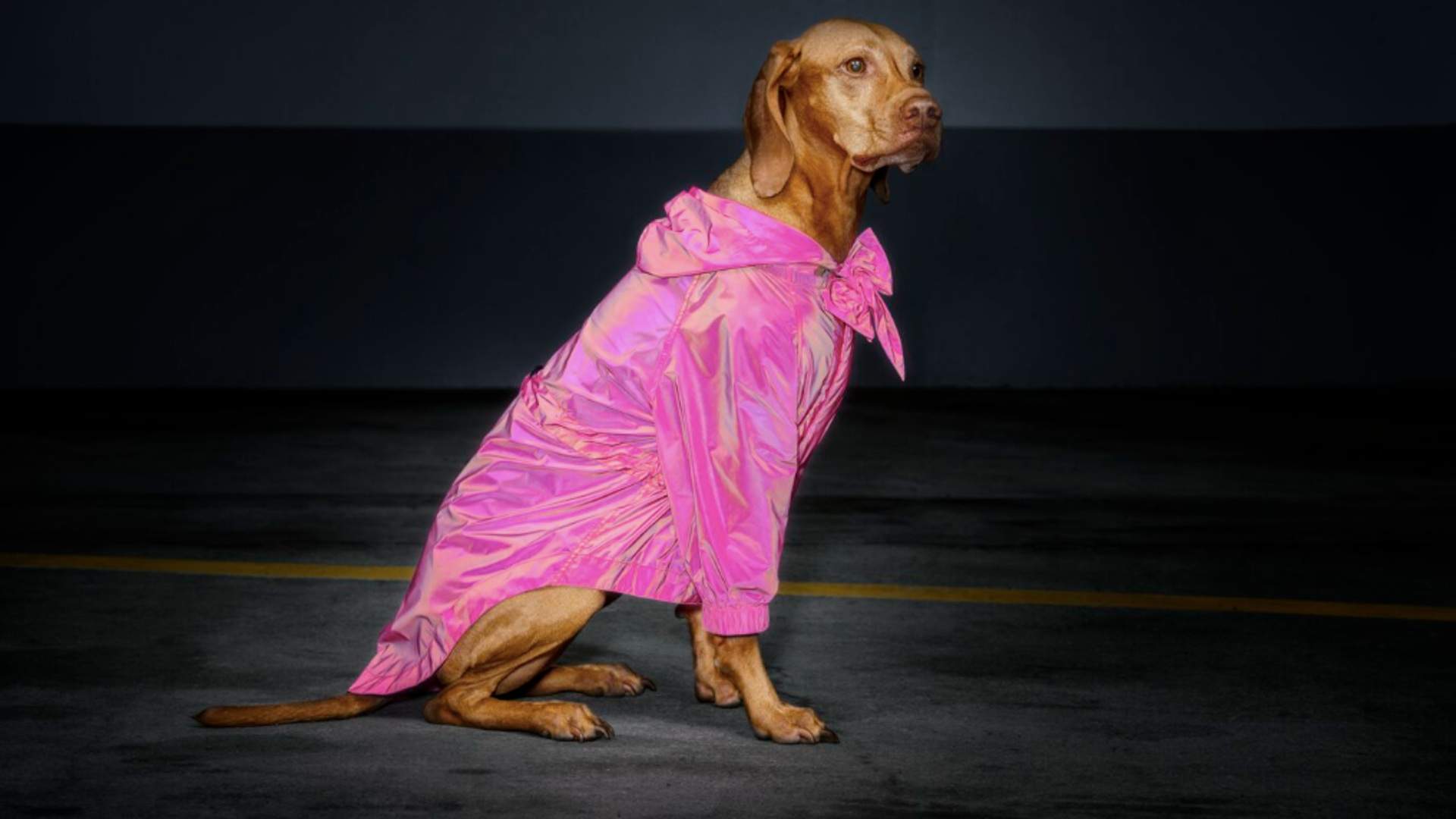 New Zealand's Dogs Can Now Wear High-Fashion, High-Vis Clothing When Walking at Night