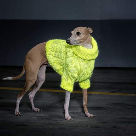 New Zealand's Dogs Can Now Wear High-Fashion, High-Vis Clothing When Walking at Night