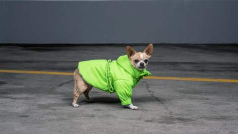 New Zealand's Dogs Can Now Wear High-Fashion, High-Vis Clothing When Walking at Night