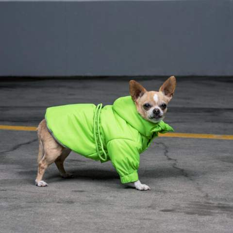 New Zealand's Dogs Can Now Wear High-Fashion, High-Vis Clothing When Walking at Night