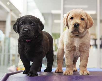 Good Deed Alert: Seeing Eye Dogs Australia Wants You to Look After These Fresh New Pups