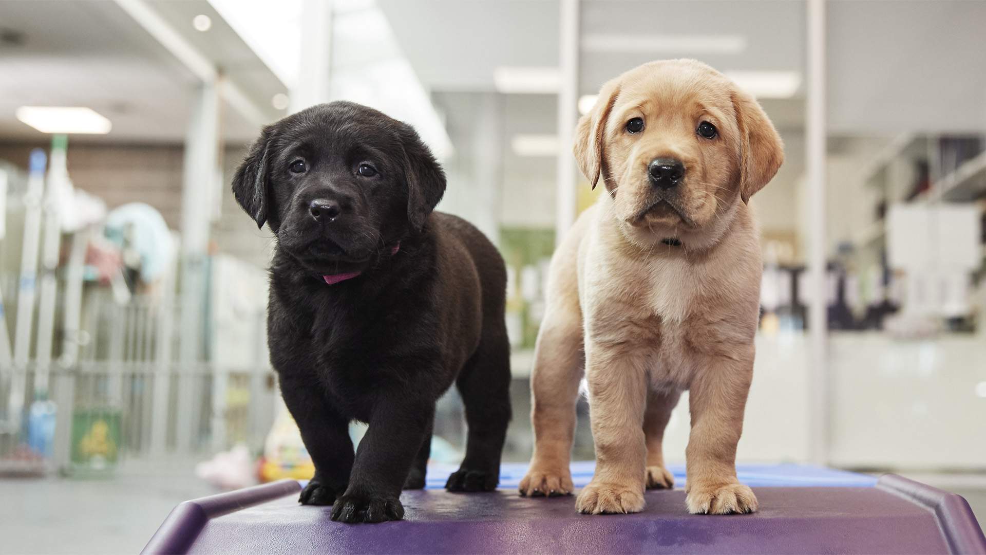 Seeing Eye Dogs Australia Wants You to Look After These Fresh New Pups