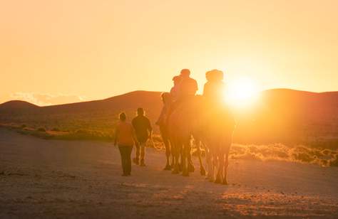 Outback Camel Tours