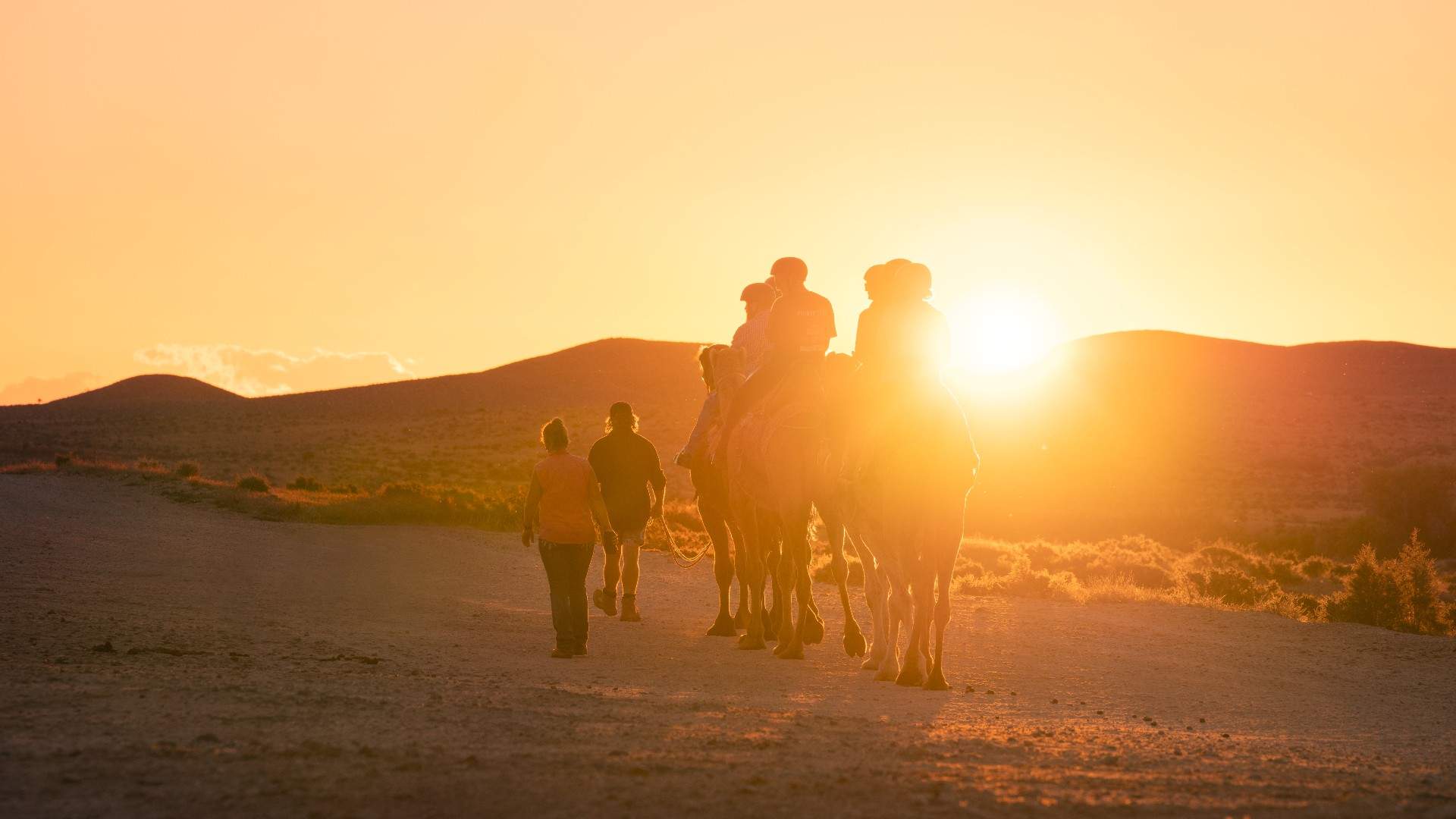 Outback Camel Tours
