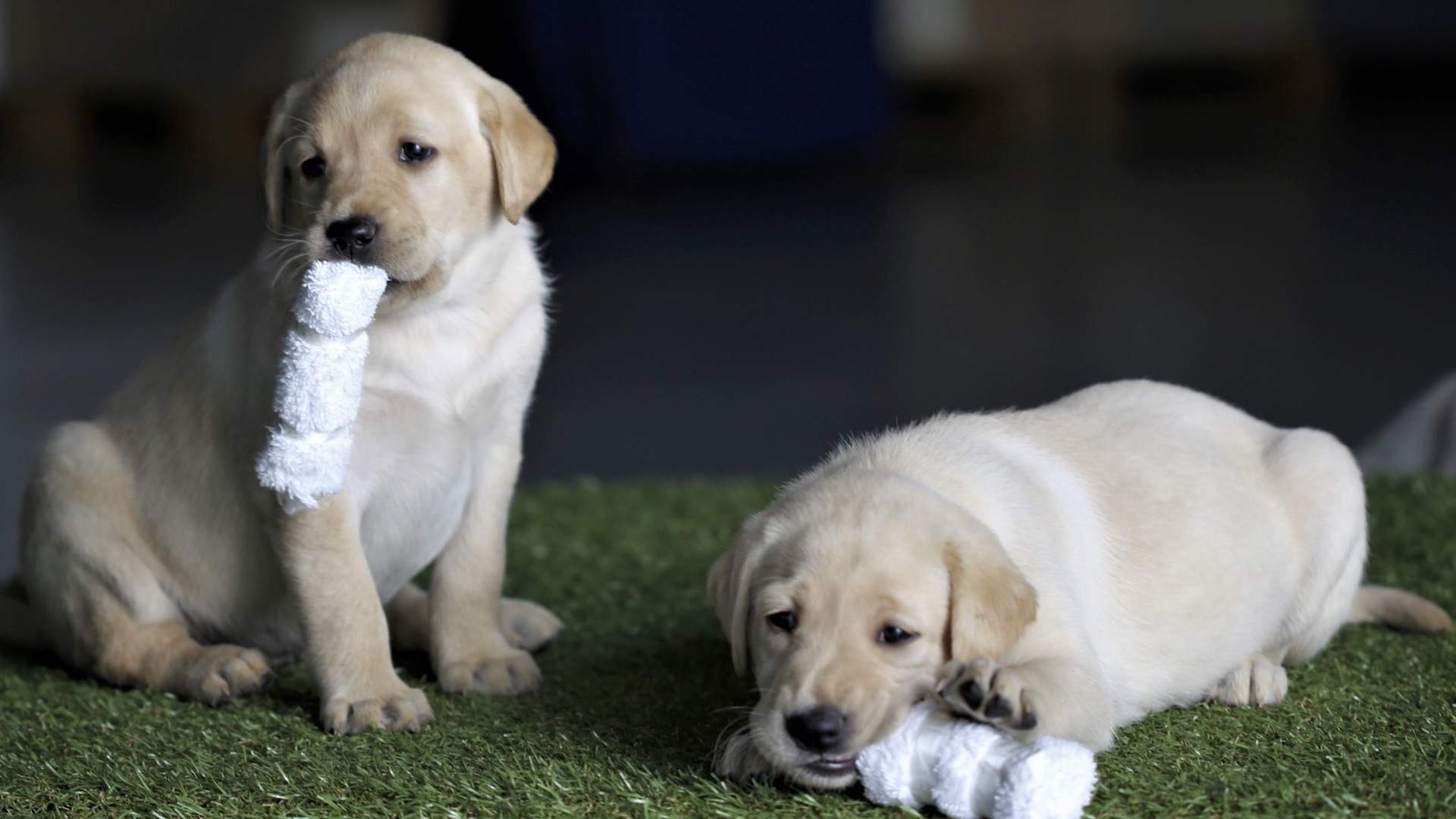 The Australian Border Force Needs You to Foster a Detector Dog