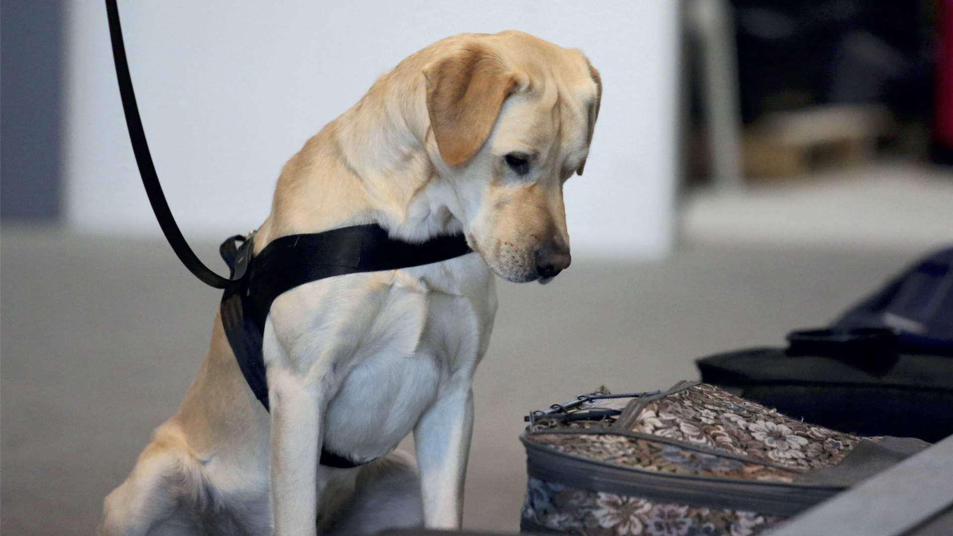 The Australian Border Force Needs You to Foster a Detector Dog