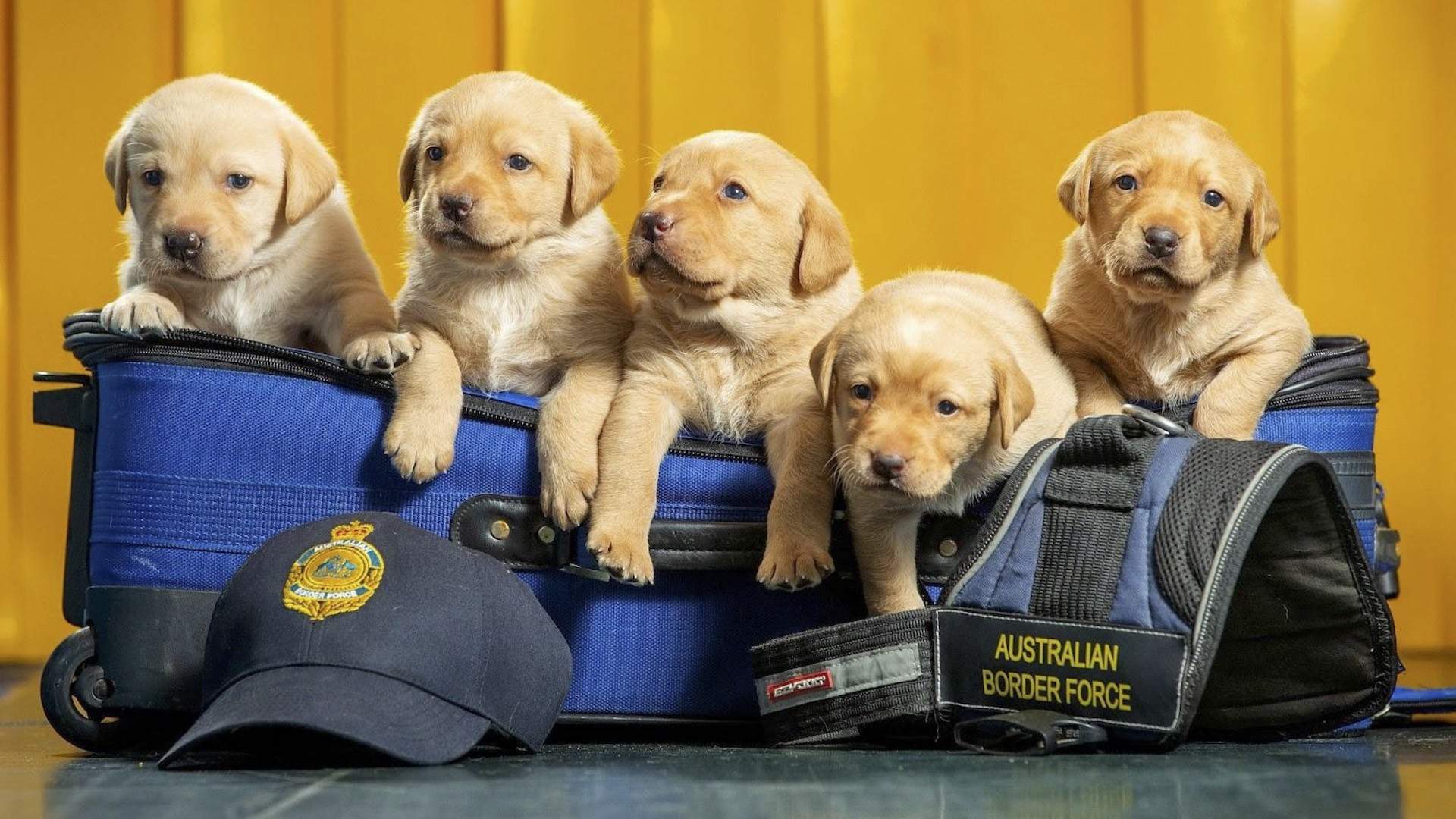 The Australian Border Force Needs You to Foster a Detector Dog