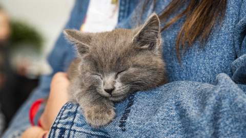 Melbourne Cat Lovers Festival 2024