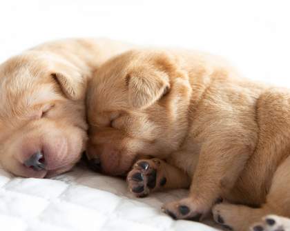 Melbourne, You're Up: Guide Dogs Victoria Wants You to Look After These Adorable New Pups