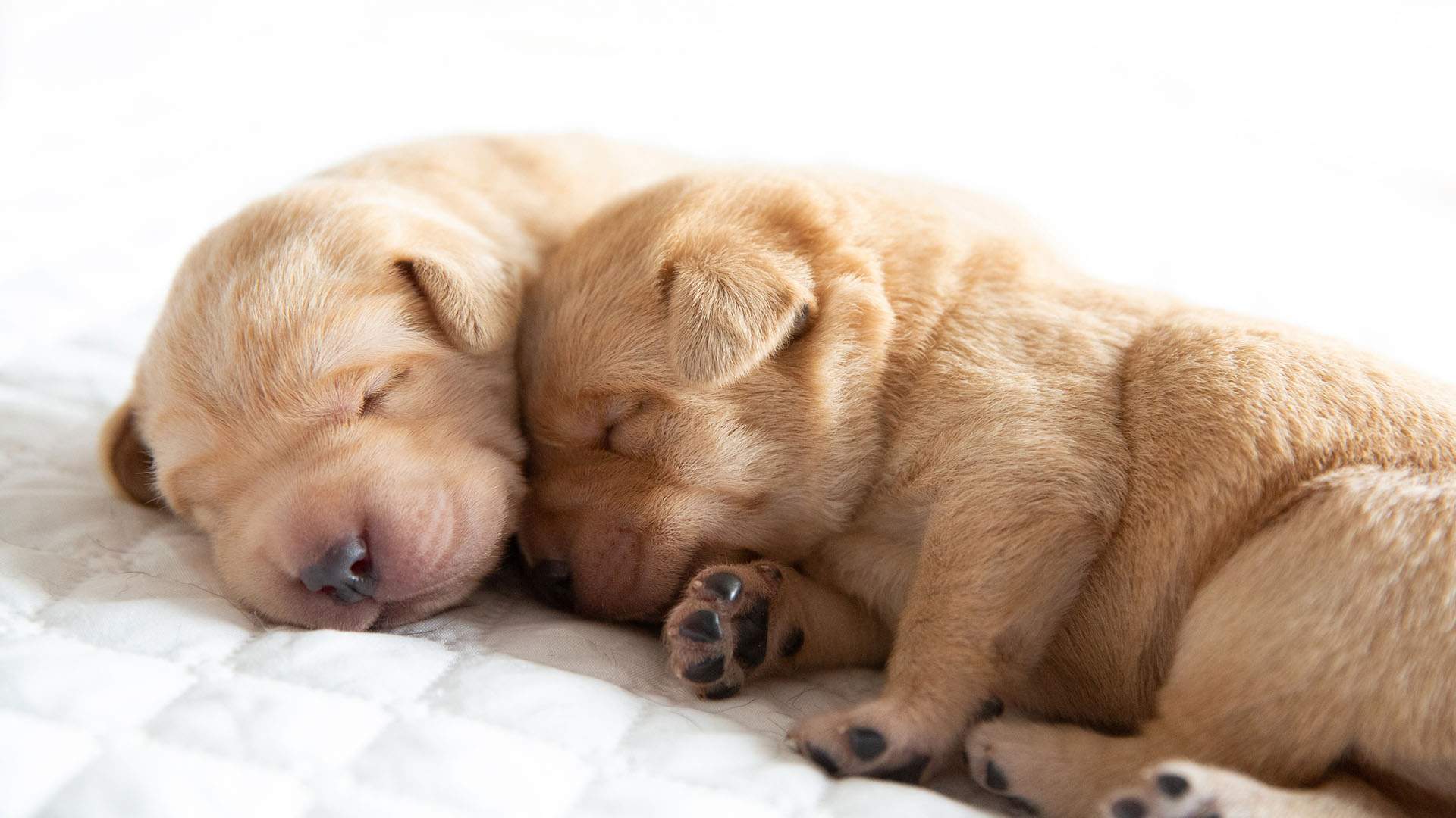 'Born to Lead' Is the Adorable New Docuseries That Goes Behind the Scenes at Guide Dogs Australia