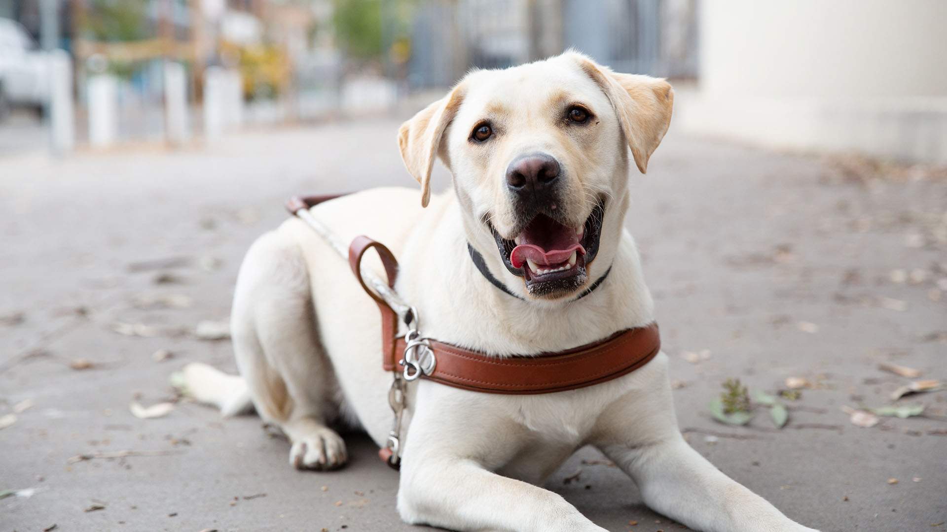 'Born to Lead' Is the Adorable New Docuseries That Goes Behind the Scenes at Guide Dogs Australia