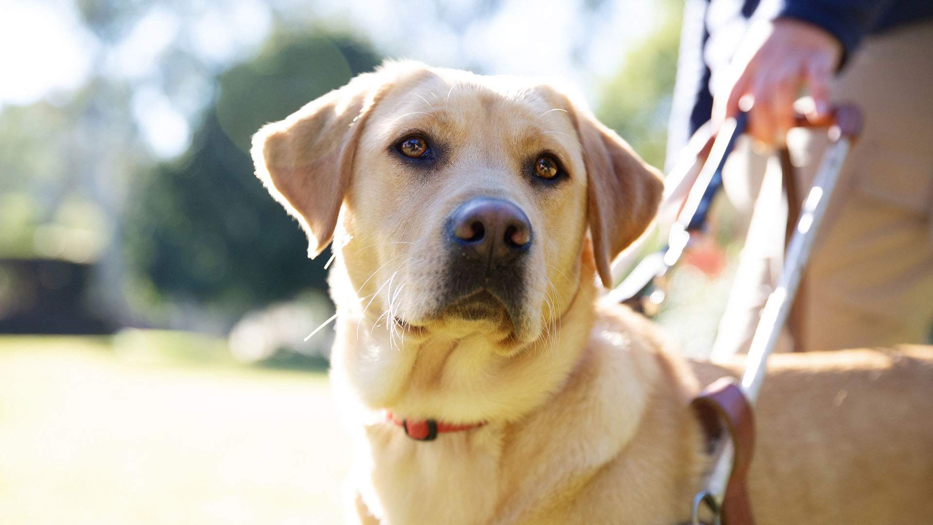 'Born to Lead' Is the Adorable New Docuseries That Goes Behind the Scenes at Guide Dogs Australia