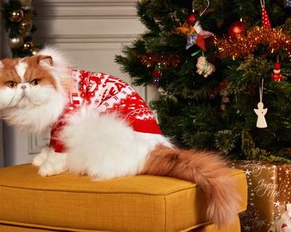 KFC Has Brought Back Its Ugly Sweaters for Humans and Pets for More Christmas in July Merriment