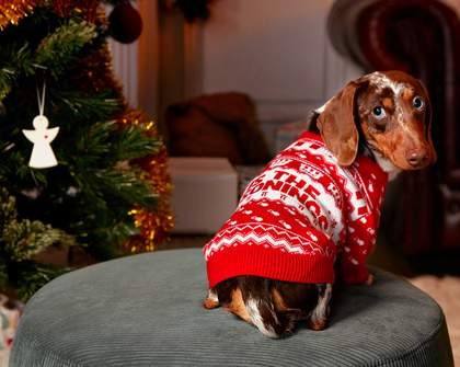 KFC's New Range of Ugly Christmas Sweaters Features a Pet Version So You Can Match With Buddy