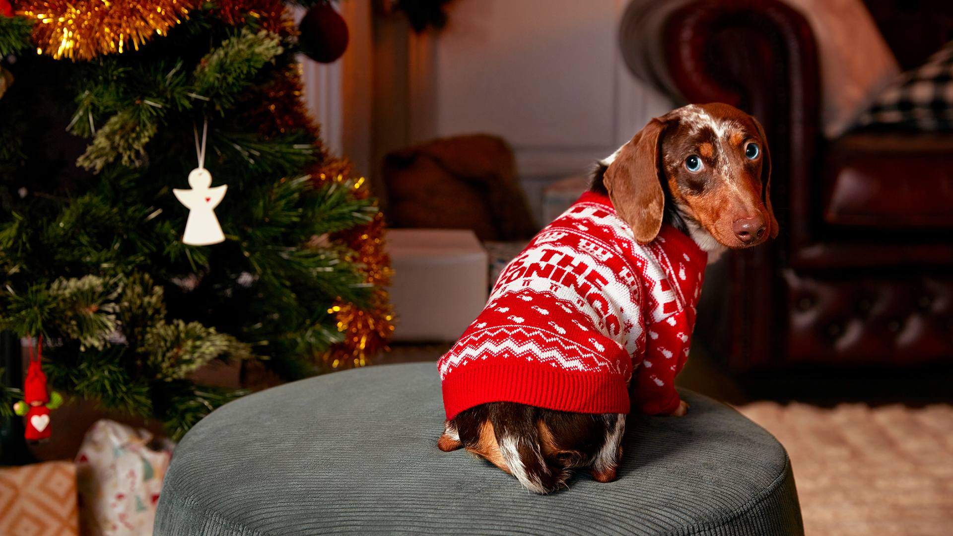 the range dog christmas jumpers