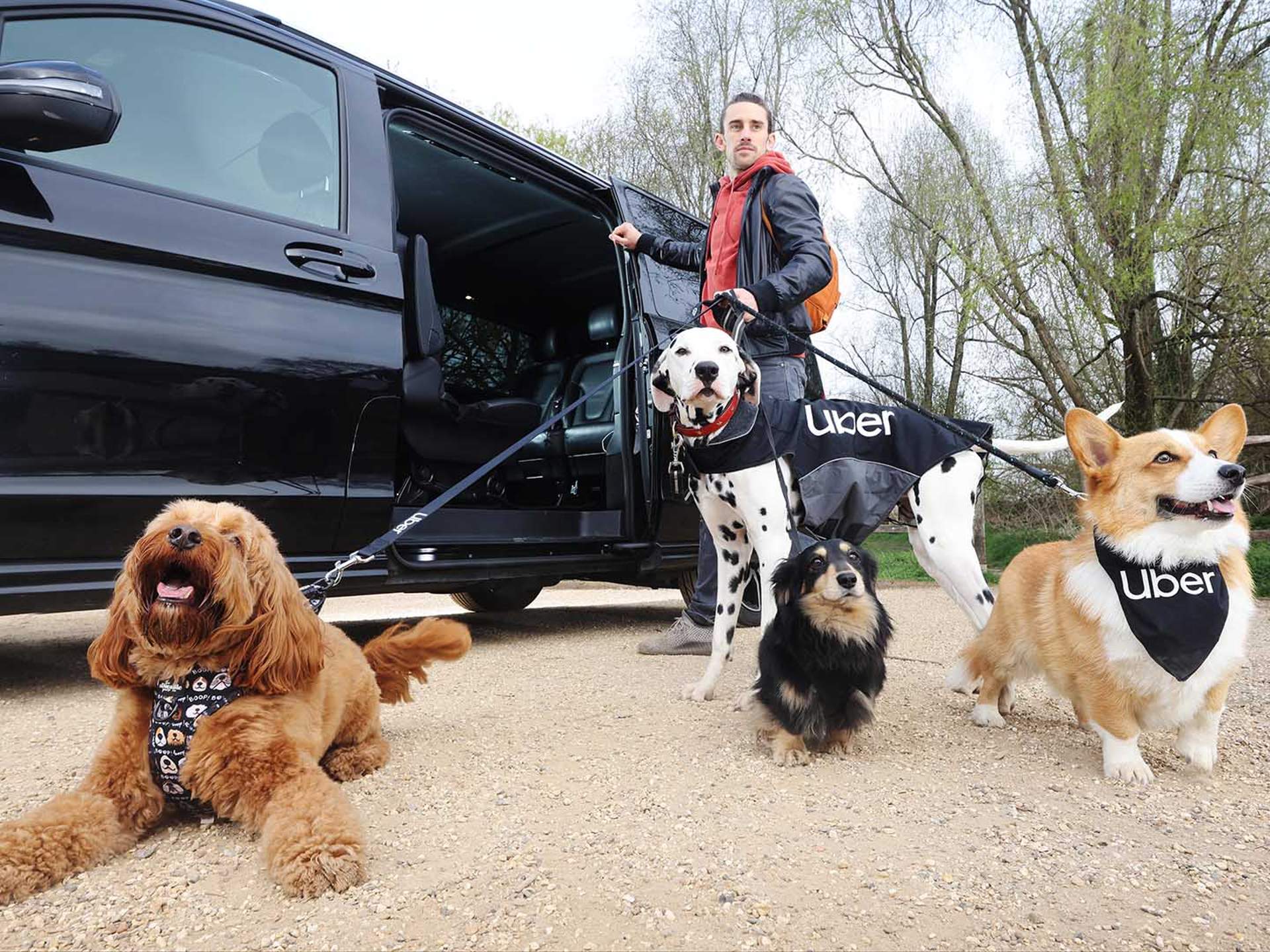 Can You Take Your Dog In An Uber