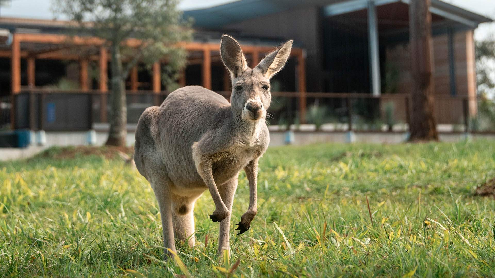 Australia Zoo Now Has Eight Cabins for Overnight Stays Among the Animals —  Plus a Restaurant and Bar - Concrete Playground
