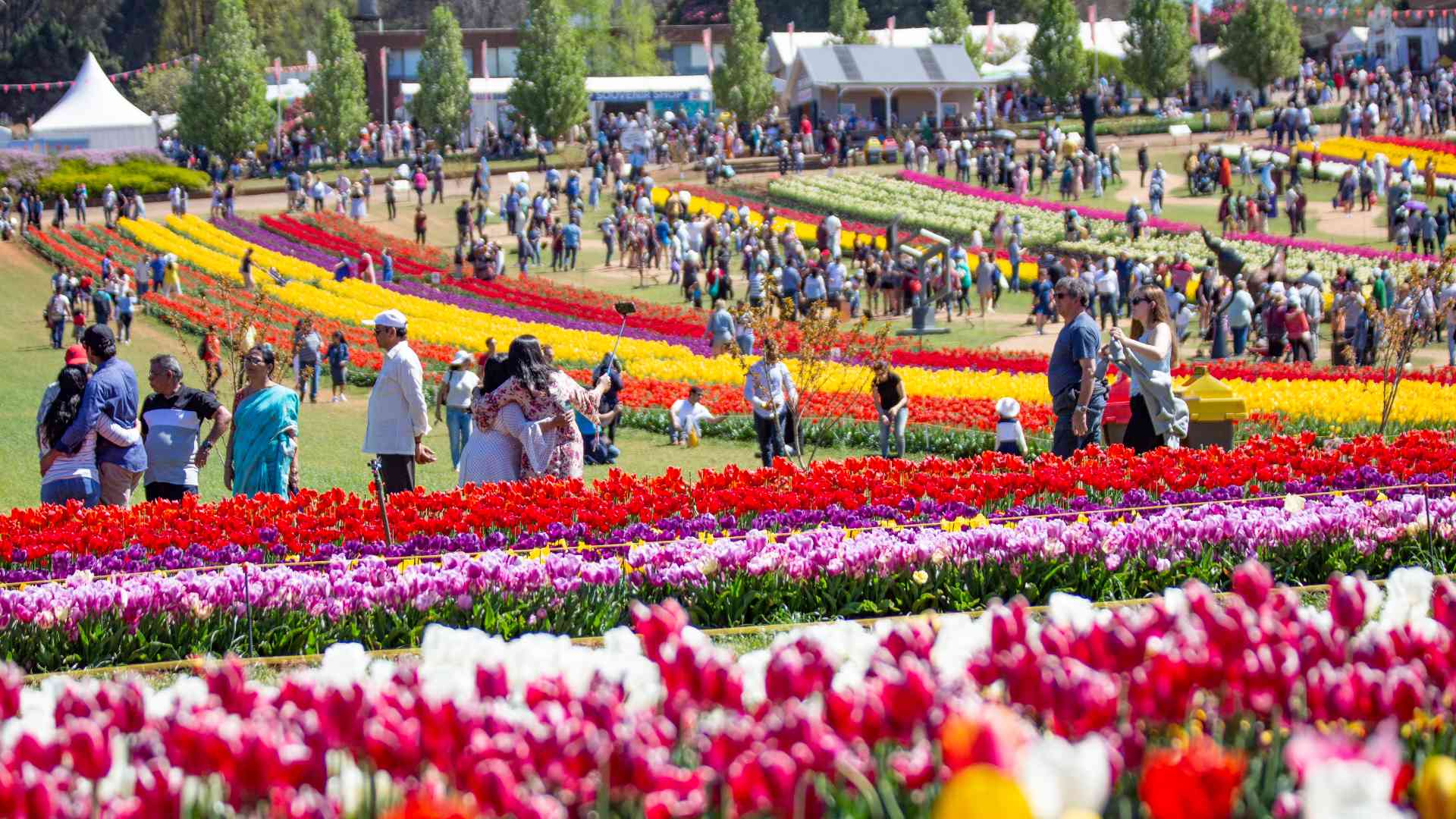 How To See Tulip Time In Holland Michigan Tour Ship Stuff   Tesselaar Tulip Fest Crowd Supplied 