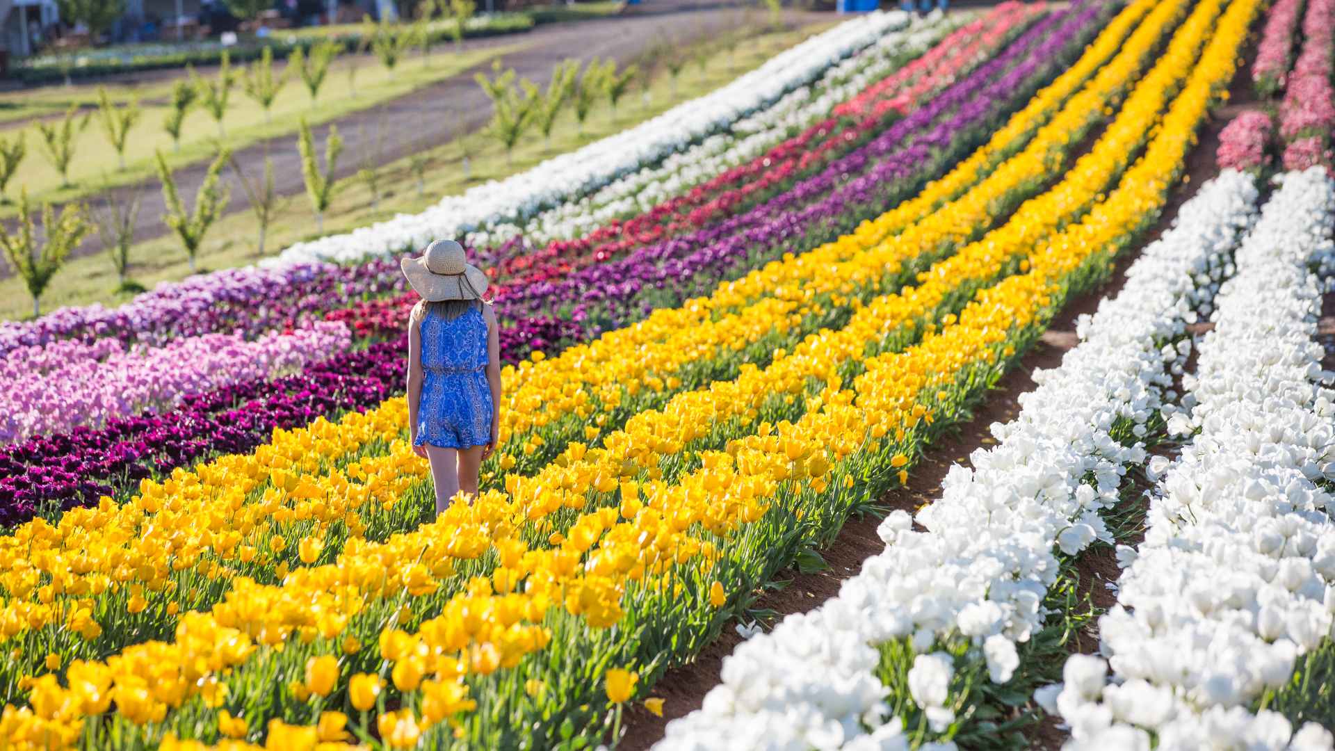 Tesselaar Tulip Festival