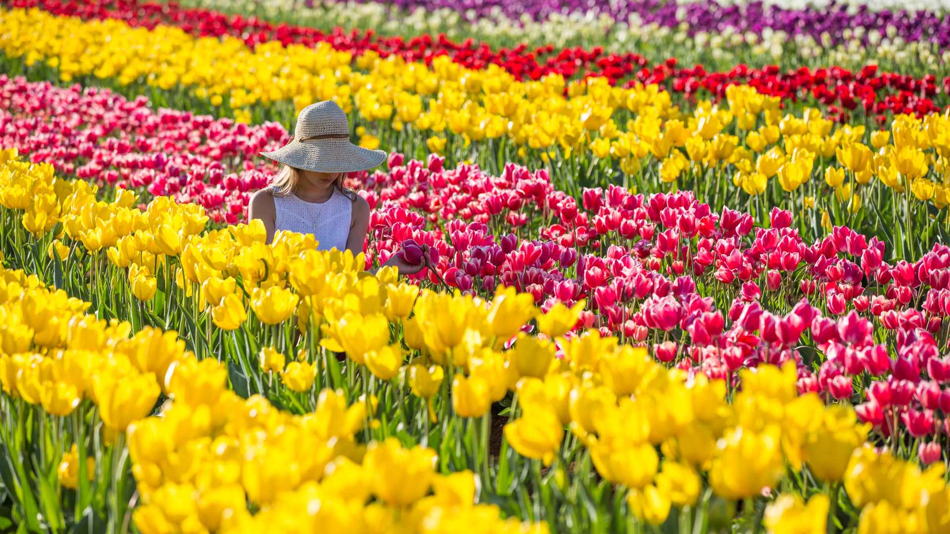 Tesselaar Tulip Festival 2022 Concrete Playground