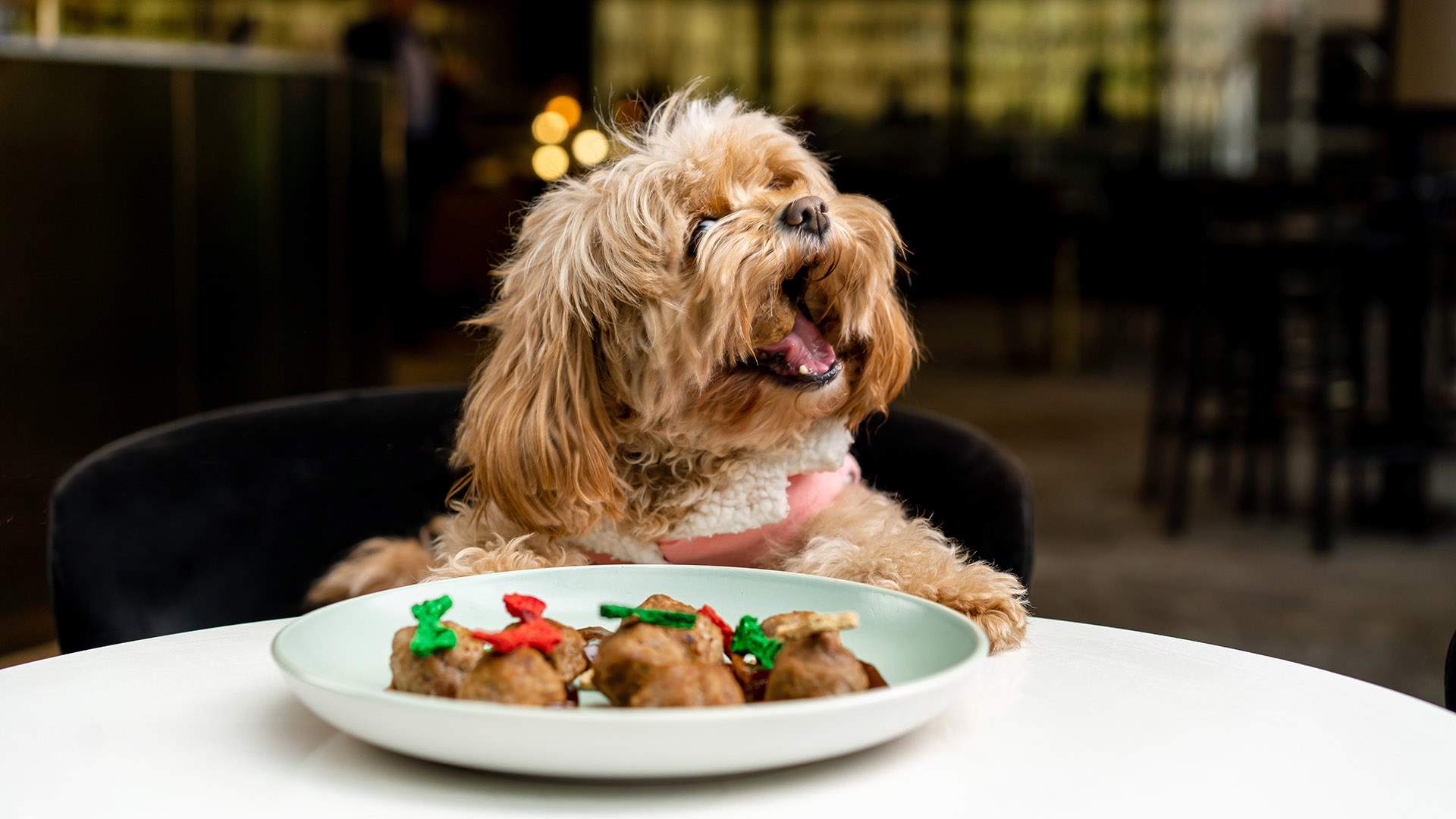 The Westin Brisbane's Cafe and Lobby Bar Has Launched a Fine-Dining 'Pupfast' Menu for Dogs