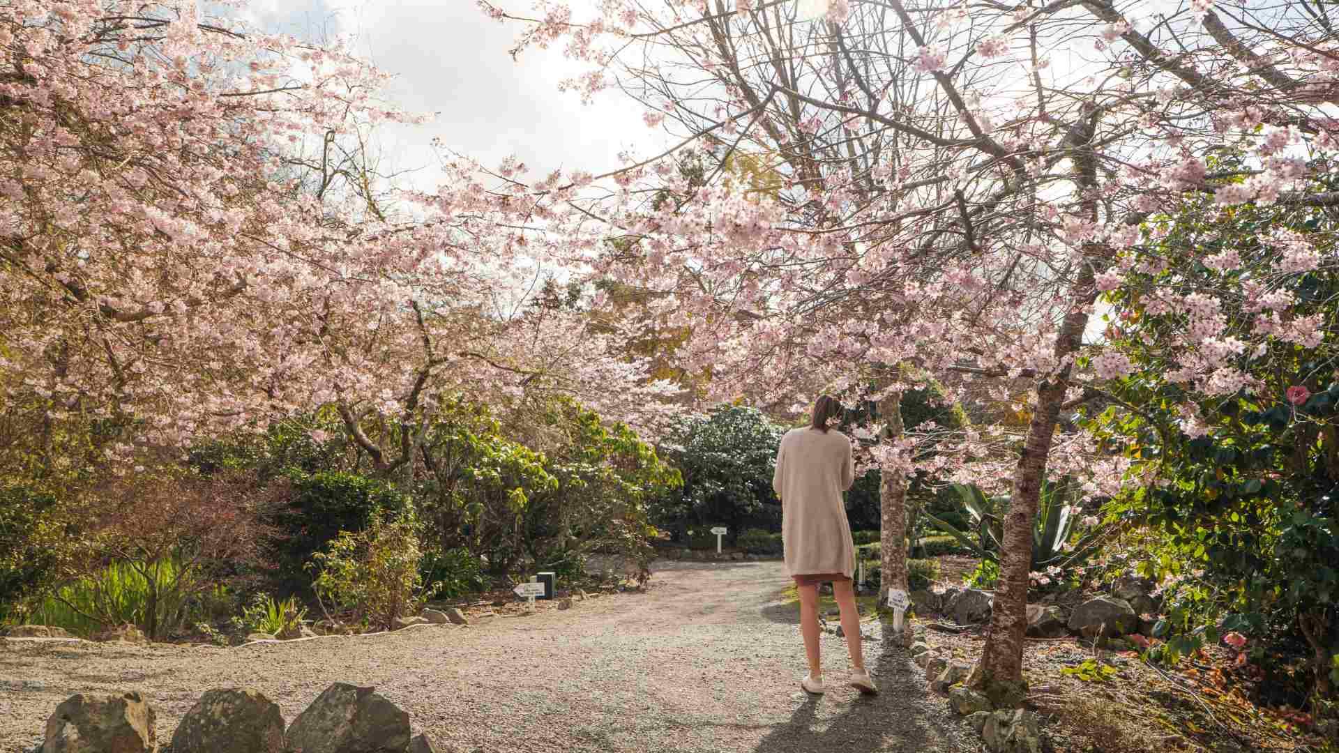 Upper Hutt's Breathtaking Annual Spring Celebration Blossom Valley Is