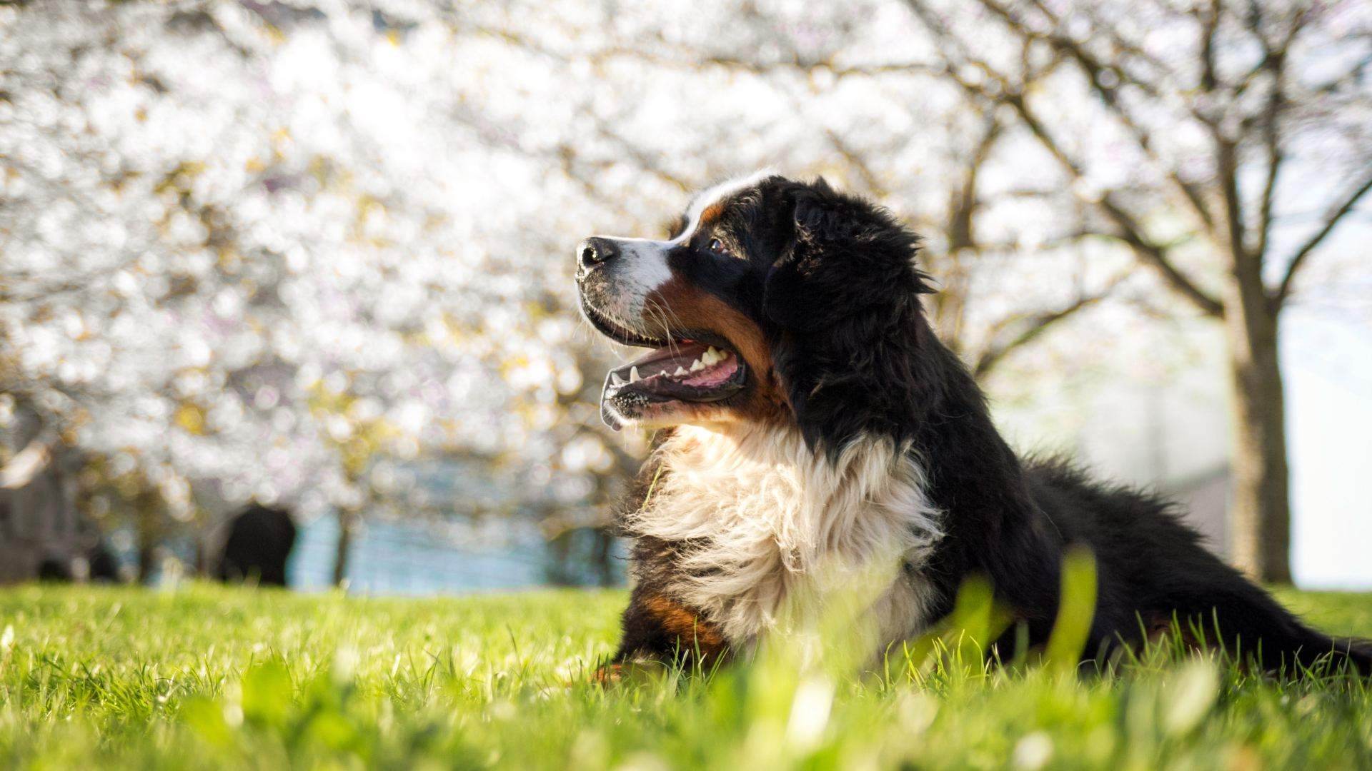 CherryHill Blossom Festival