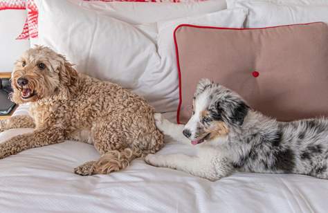 Ovolo Hotels Is Offering Elevated Pooch Packages to Pamper Your Pup This September