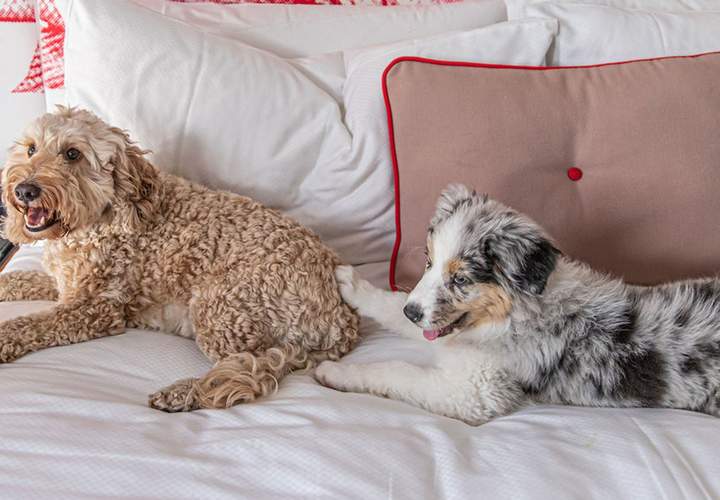Background image for Ovolo Hotels Is Offering Elevated Pooch Packages to Pamper Your Pup This September