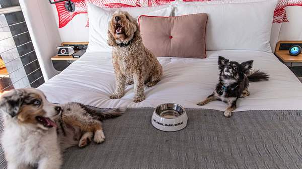 Best dog-friendly hotels Victoria, Melbourne - accommodations - Laneways by Ovolo