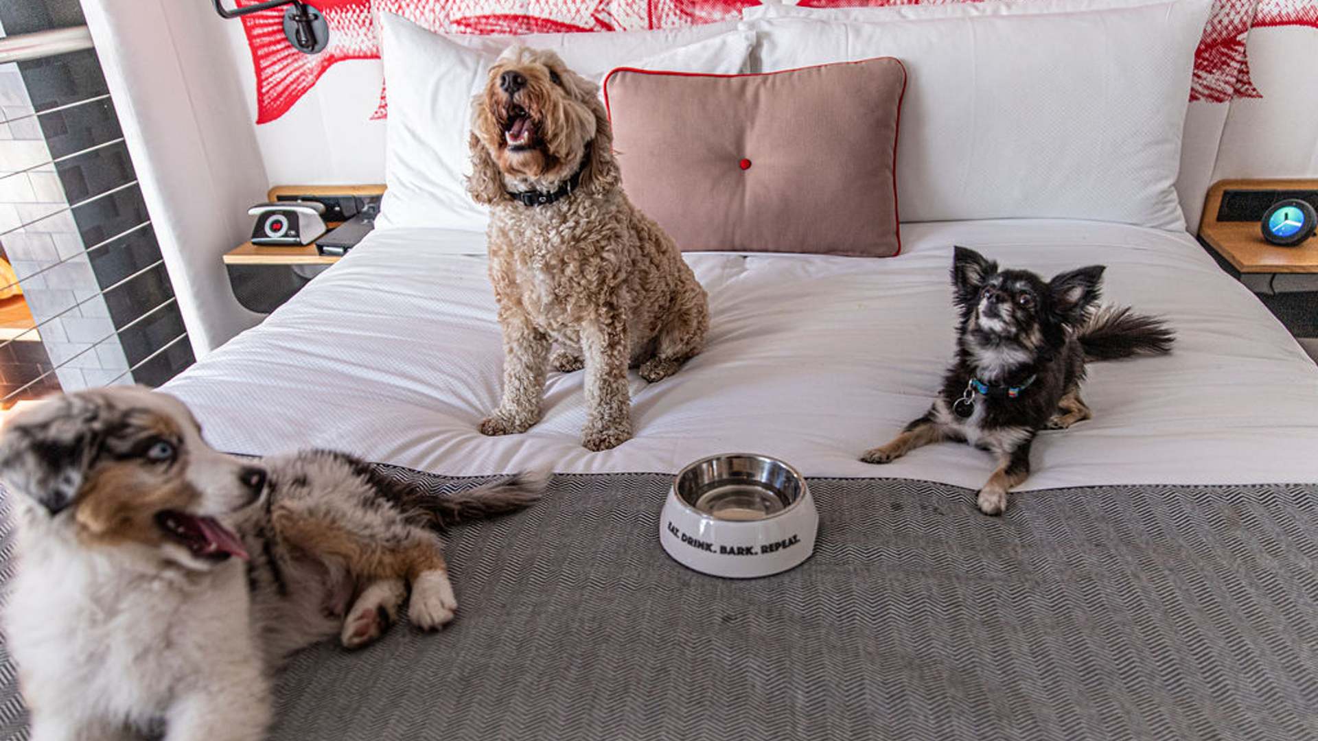 Ovolo - one of the best dog-friendly hotels in Sydney(pet-friendly hotel Sydney)