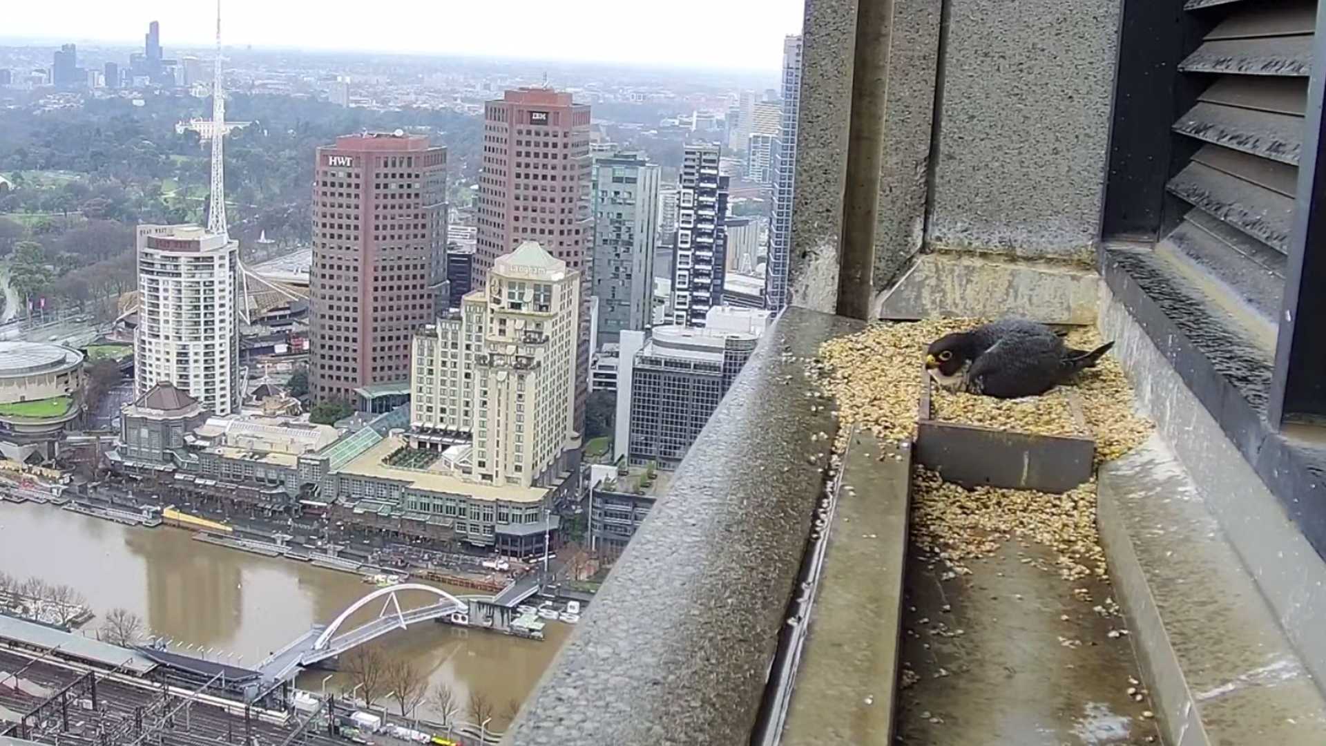 The 24/7 Live-Stream of Collins Street's Peregrine Falcons Is Back for Another Nesting Season
