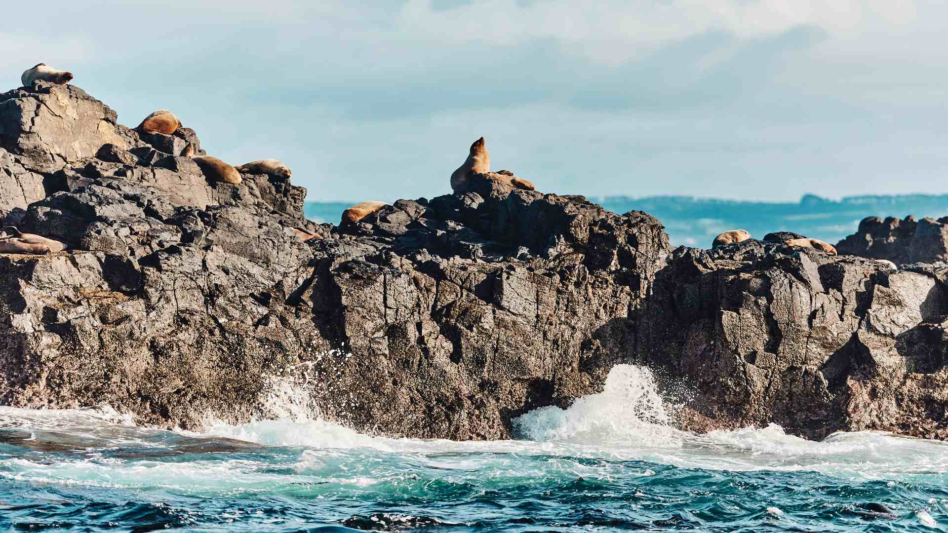 Philip Island - one of the best islands in Australia, Victoria.