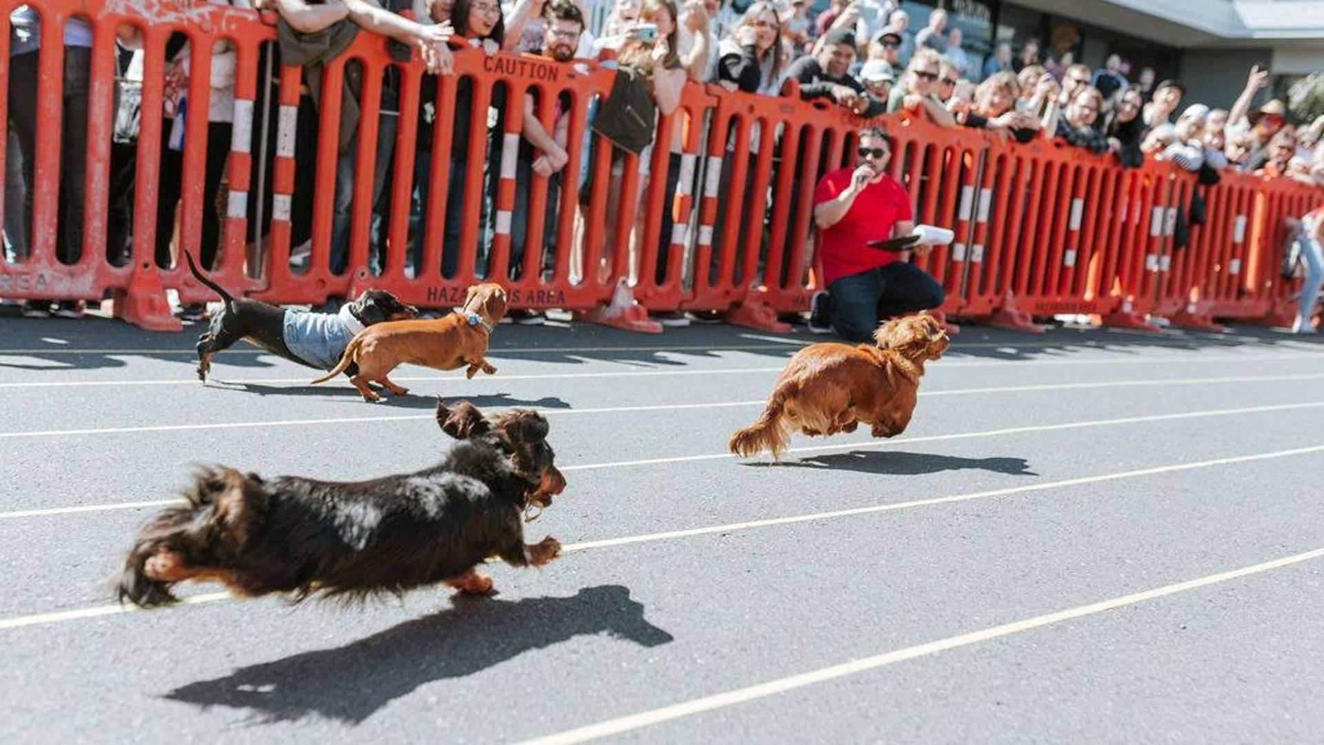 Wiener Dog Derby 2022