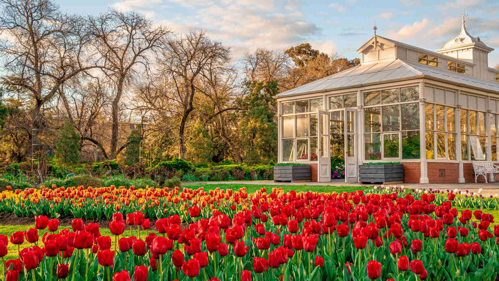 Bendigo Annual Tulip Display