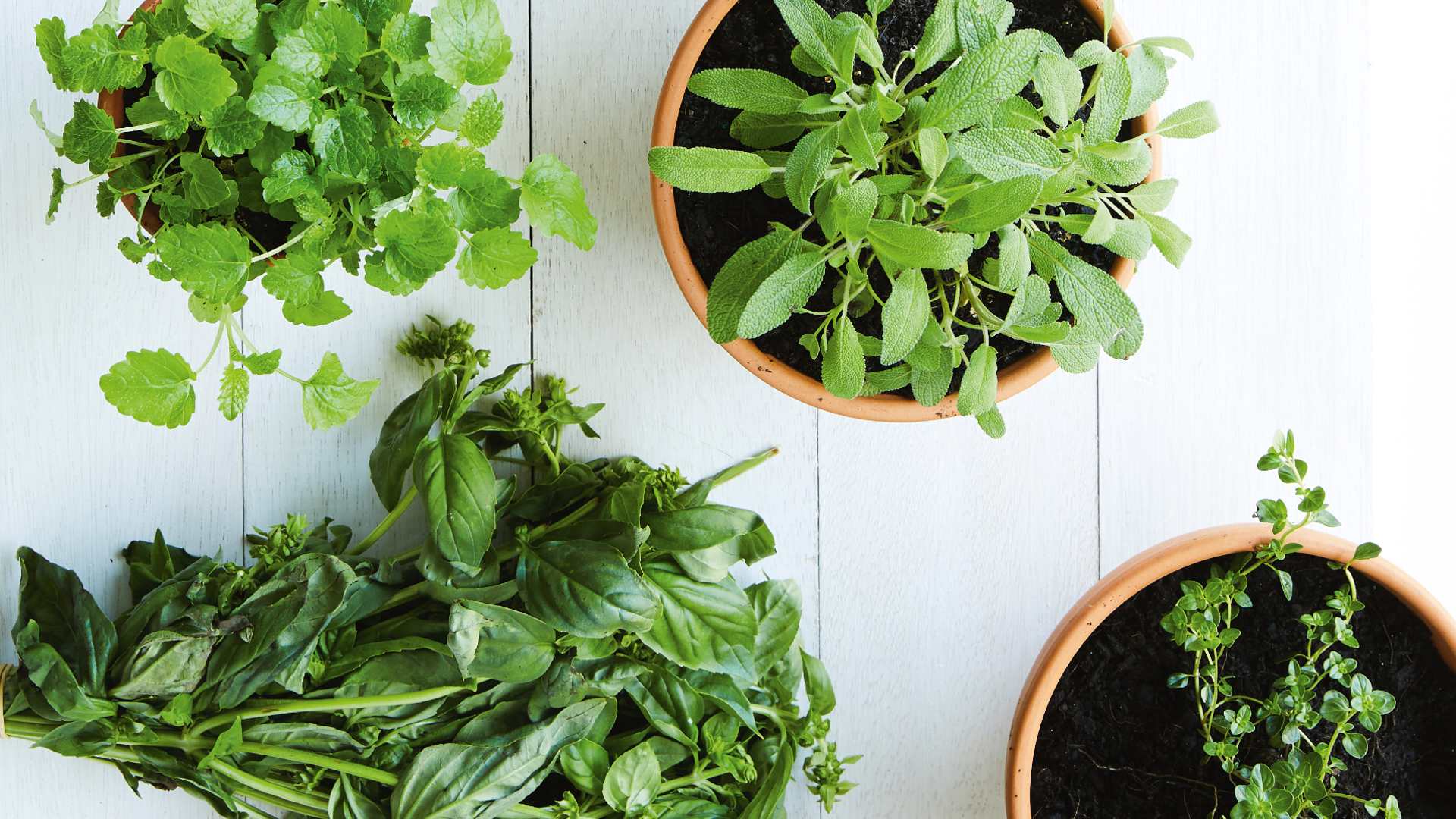 Bunnings Patch to Plate