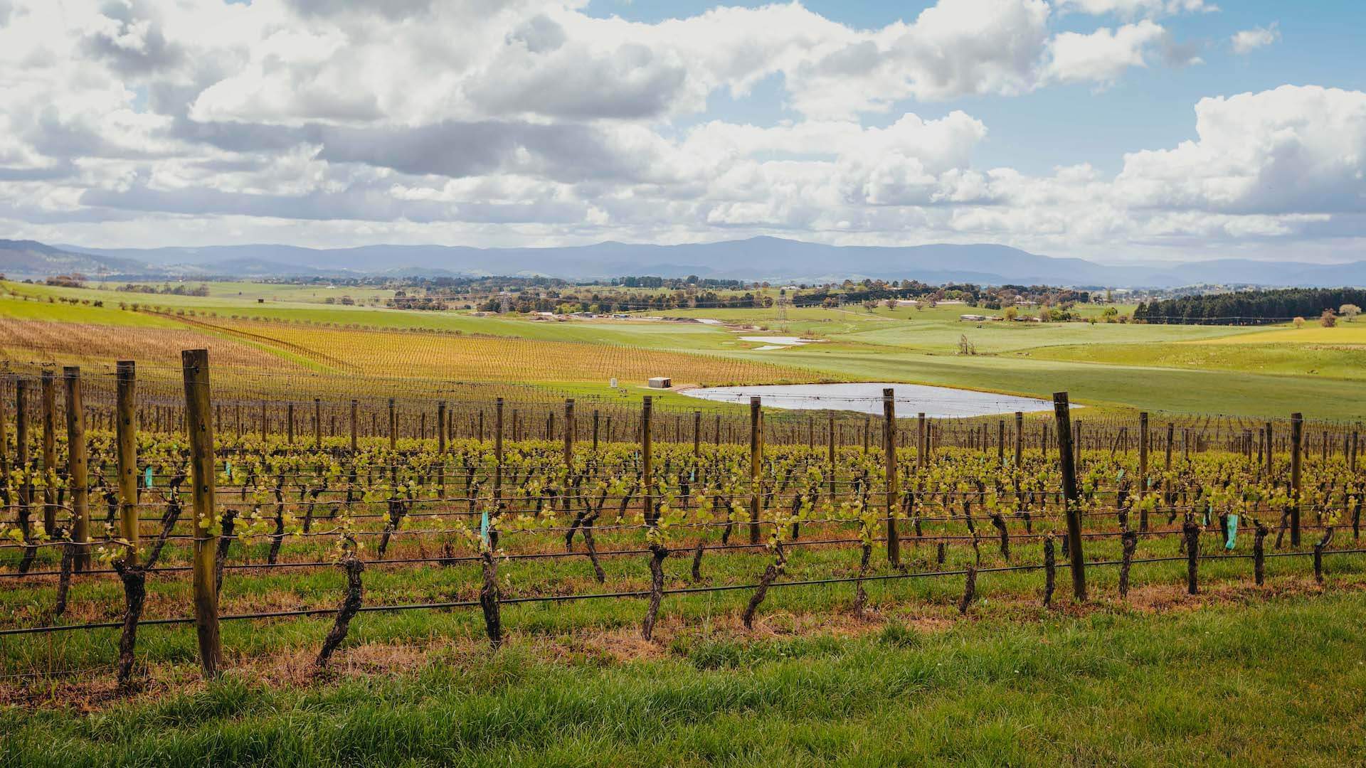 Yarra Valley Shedfest 2024