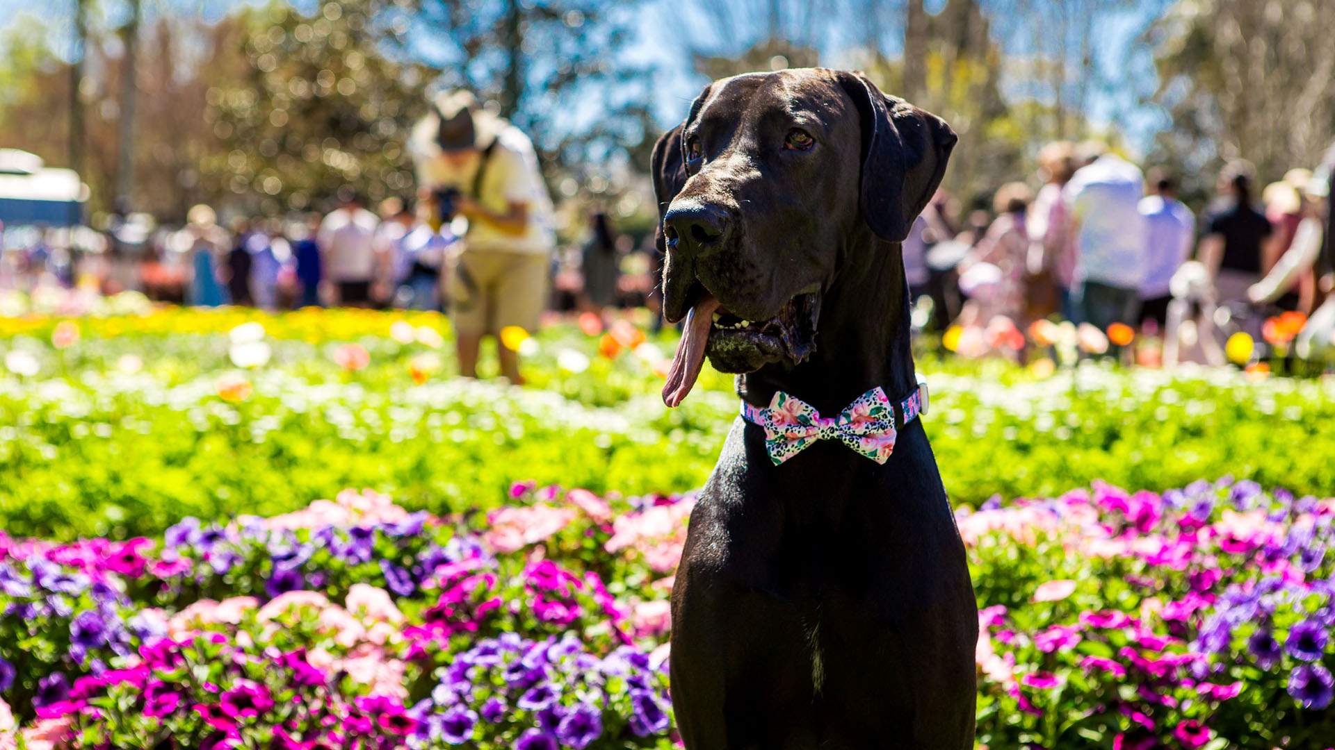 Toowoomba's 2023 Carnival of Flowers Program Is Here — and There'll Be 190,000 Blooms to Frolic Through